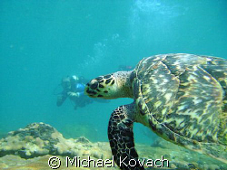 Sea Turtle with diver on the Inside Reef at Lauderdale by... by Michael Kovach 